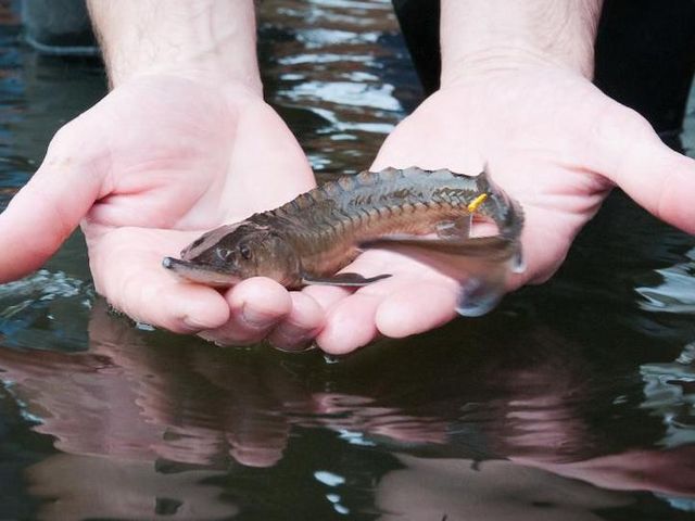 A European sturgeon during a stocking campaign in the Havel River