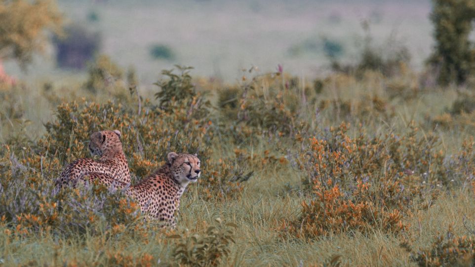 Leoparden