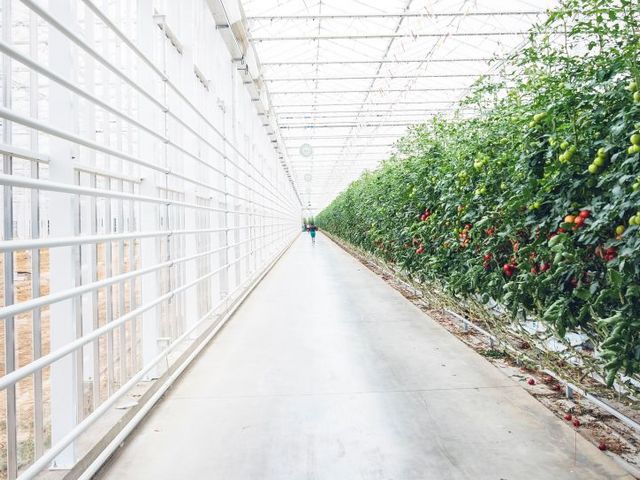 Tomaten-Gewächshaus