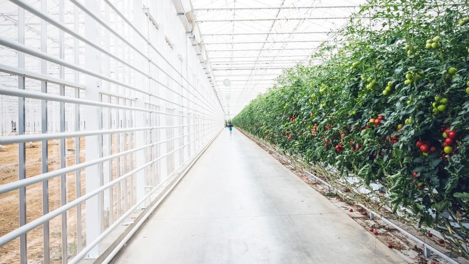 Tomaten-Gewächshaus