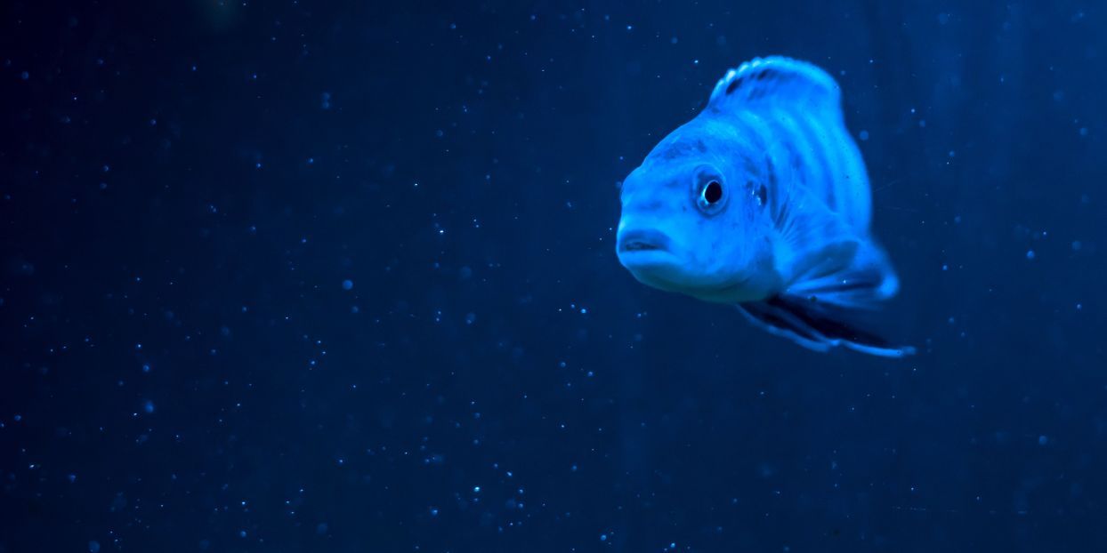 Headerbild