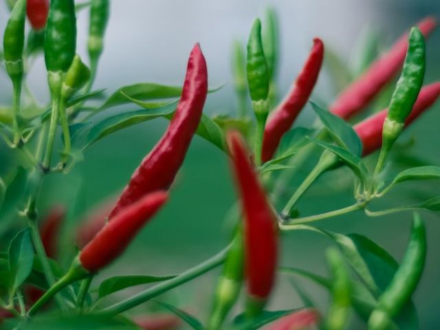 Chili plant Chilli plant