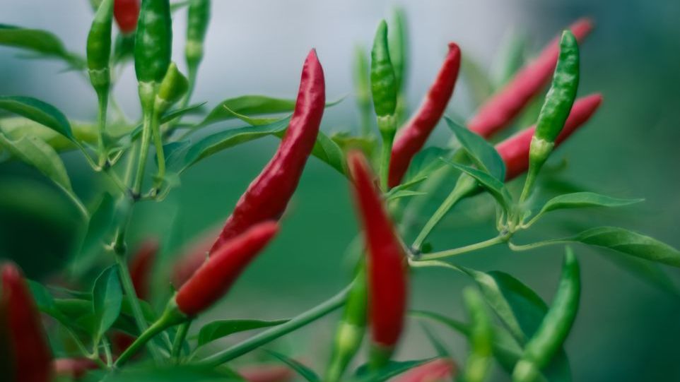 Chilli plant