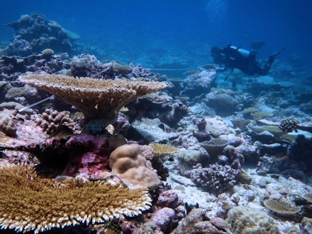 Coral reef
