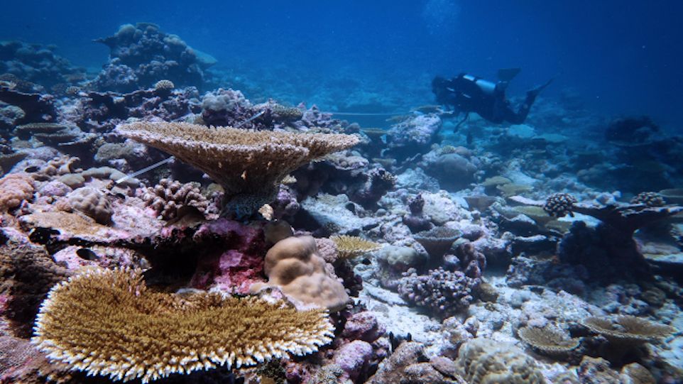 Coral reef