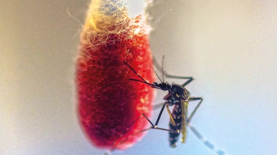 Mosquito on bloody cotton swab