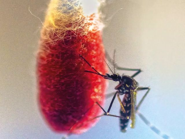 Mosquito on bloody cotton swab