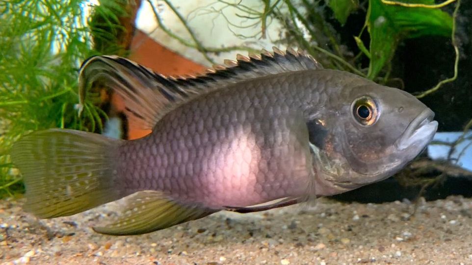 Specimen of the Benitochromis cichlid genus Cichlid
