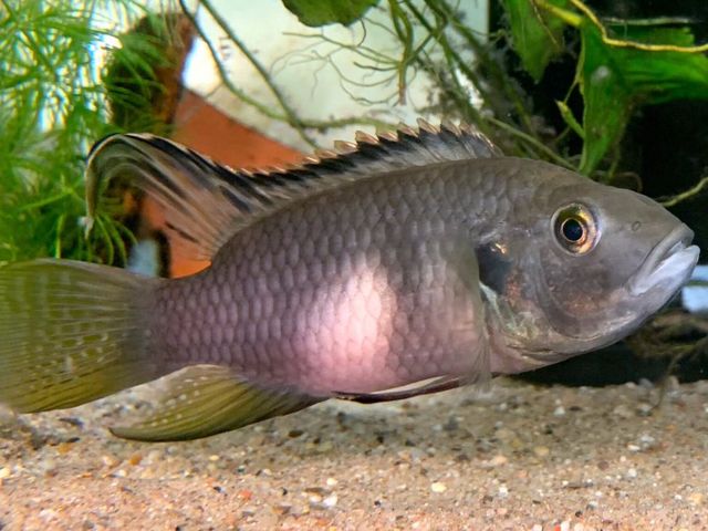 Cichlid