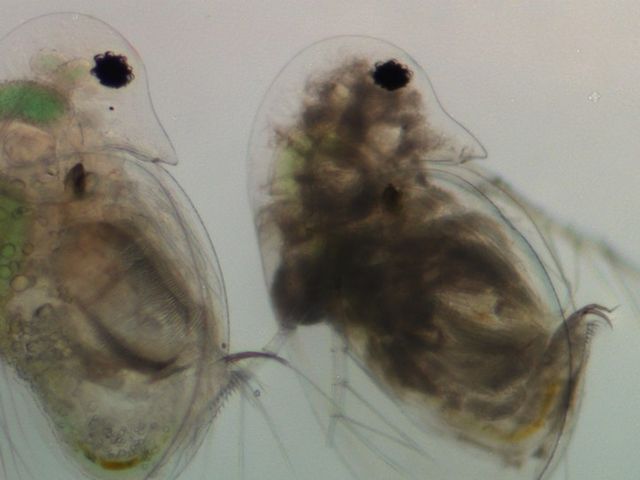 Nahaufnahme von Wasserflöhen