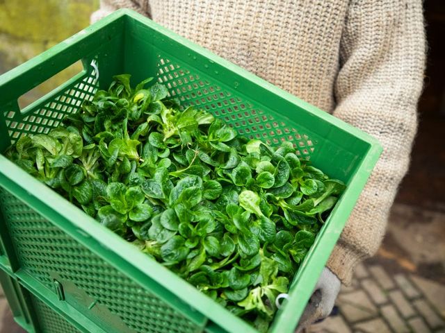 Feldsalat in einer Gemüsekiste