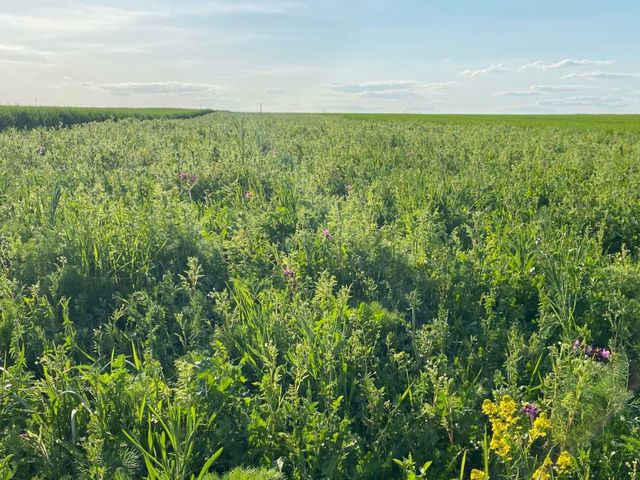 Feld