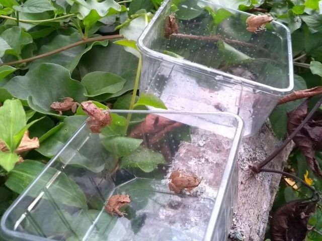 Frösche, die aus Plastikbehältern klettern.