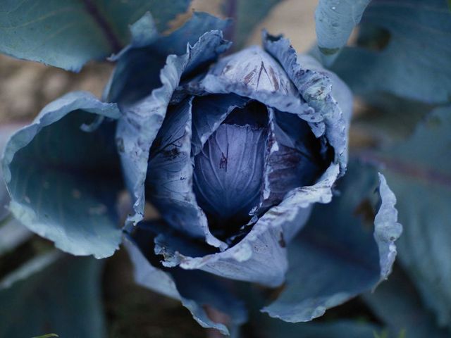 A head of red cabbage