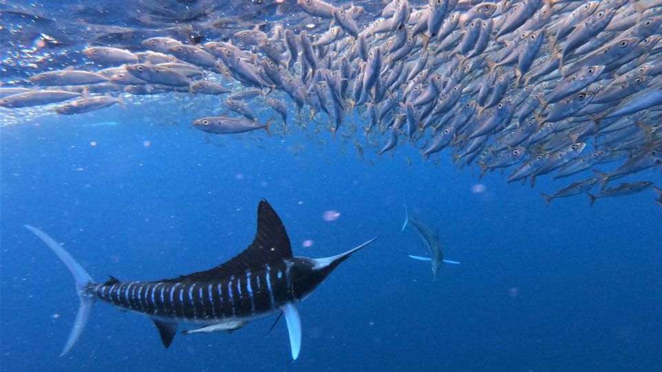 Ein Gestreifter Marlin greift einen Beuteschwarm an