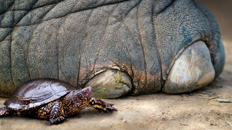 Eine Europäische Sumpfschildkröte neben dem Fuß eines Europäischen Waldelefanten