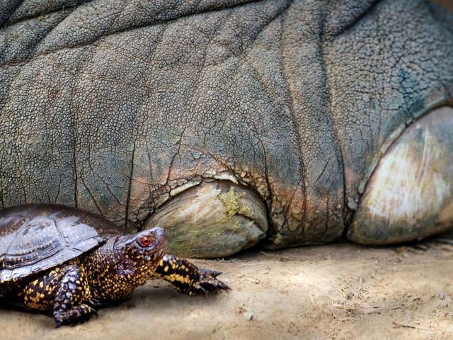 Eine Europäische Sumpfschildkröte neben dem Fuß eines Europäischen Waldelefanten