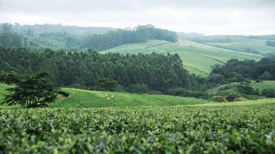 Panoramaaufnahme einer grünen Hügellandschaft in Malawi