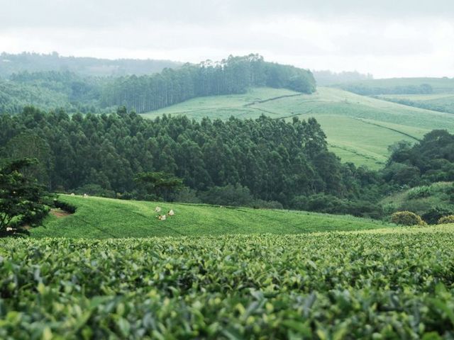 Panoramaaufnahme einer grünen Hügellandschaft in Malawi