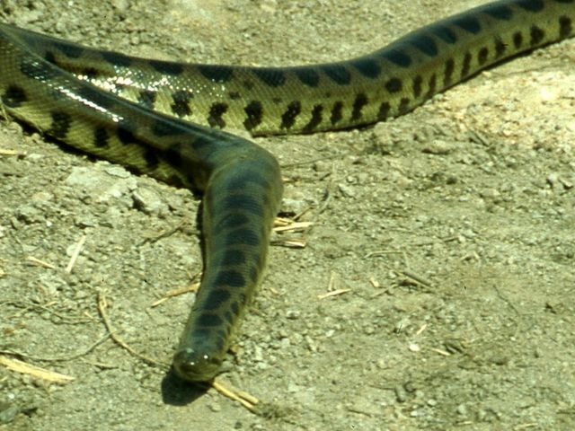 Anakonda