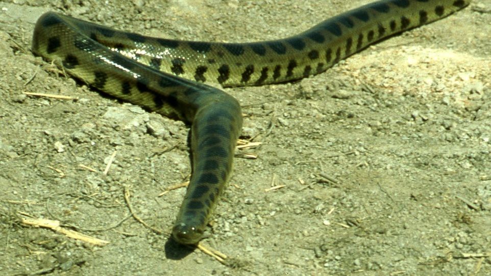 Anakonda