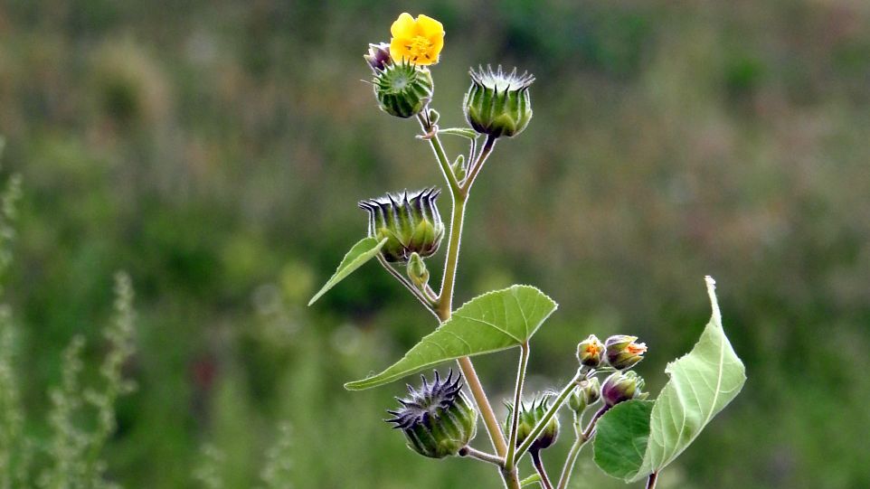 Samtpappel in  Blüte
