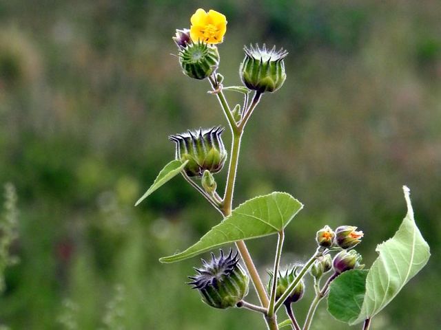 Samtpappel in  Blüte