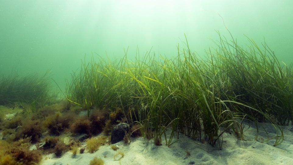 Unterwasseraufnahme von Seegras in lichtdurchflutetem See