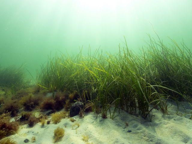 Unterwasseraufnahme von Seegras in lichtdurchflutetem See