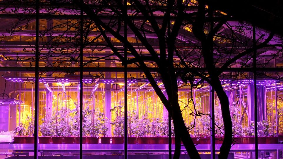 Purple illuminated greenhouse