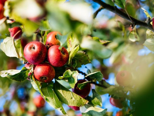 Rote Äpfel am Baum