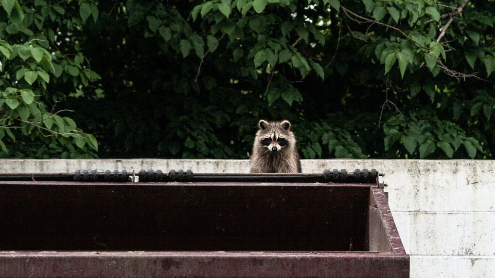 Urbaner Waschbär Waschbär schaut über den Rand eines Müllcontainers