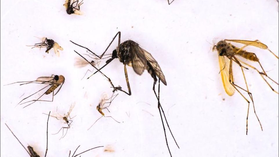 Mosquitoes collected, identified, and tested for viruses by the scientific team