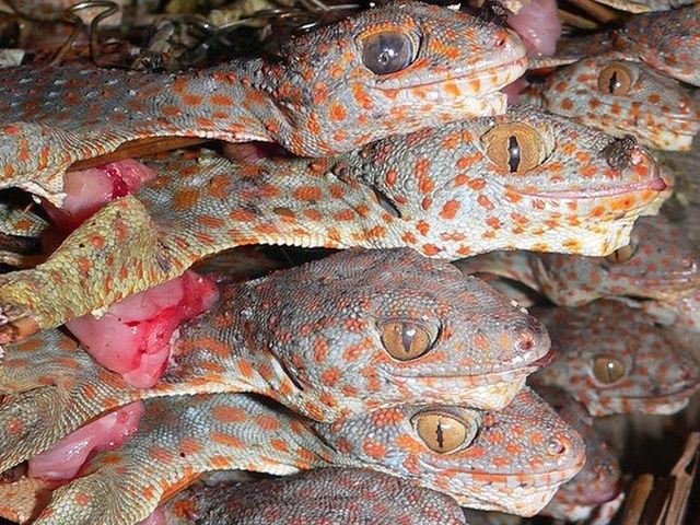 Gekkos stacked on top of each other