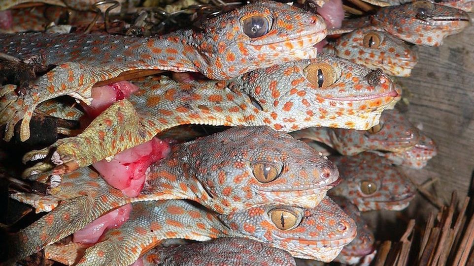 Gekkos stacked on top of each other