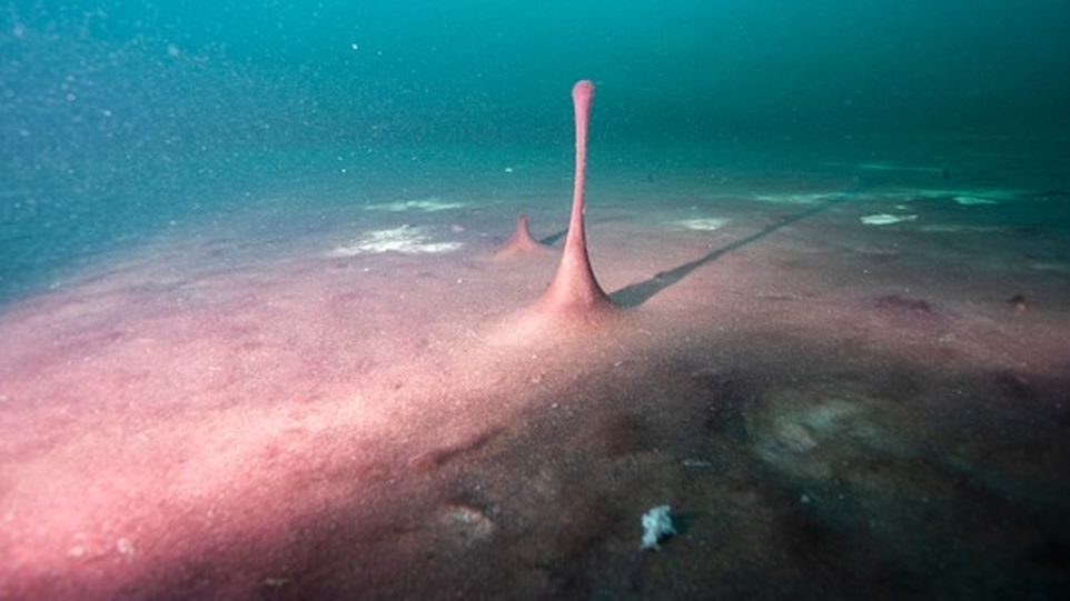 Lila gefärbte, mikrobielle Matten im Middle Island Sinkhole im Lake Huron