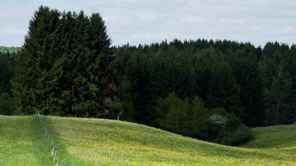 Forest and meadow landscape Forest and meadow landscape