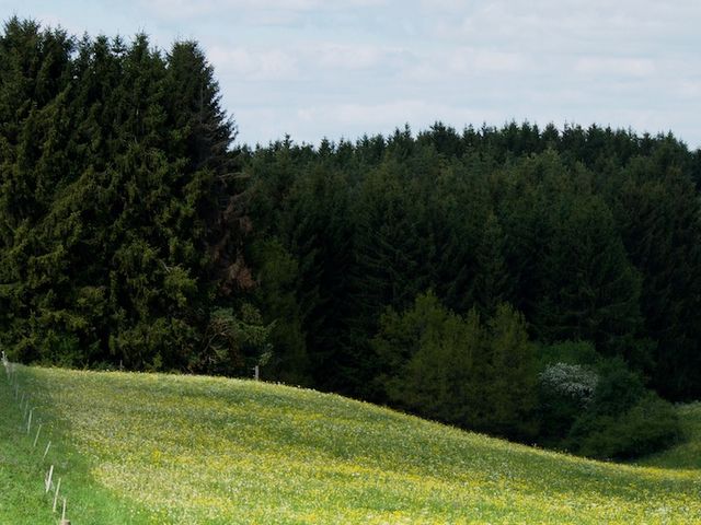 Forest and meadow landscape Forest and meadow landscape