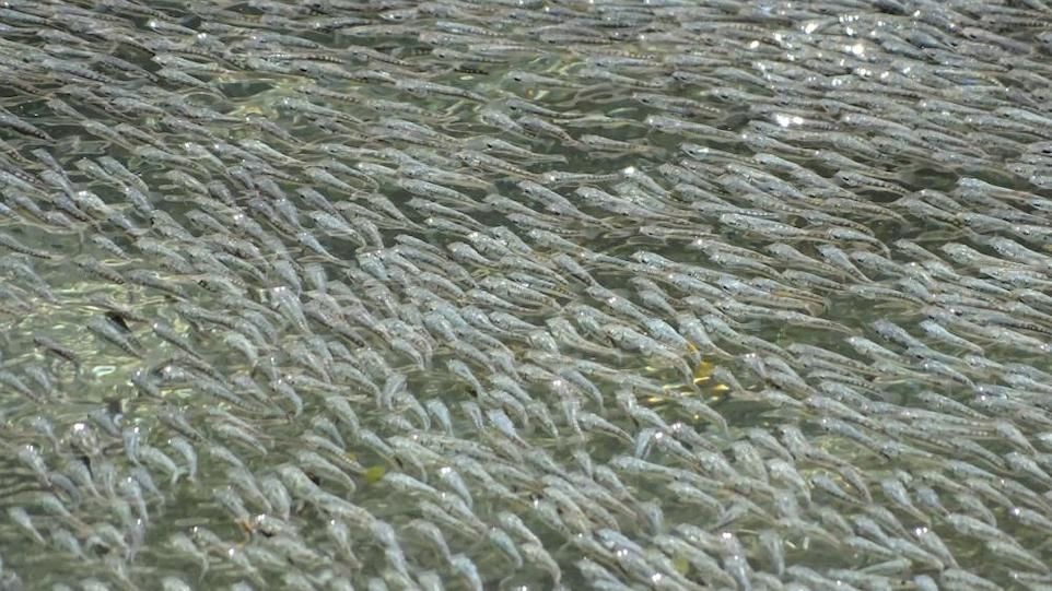 Sulphur mollies swim in shoals