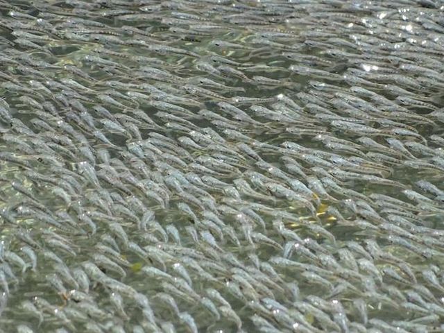Sulphur mollies swim in shoals Sulphur mollies swim in shoals