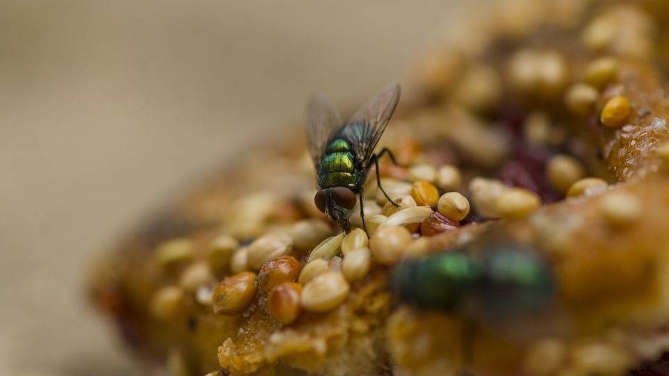 Fliege auf Müsliriegel