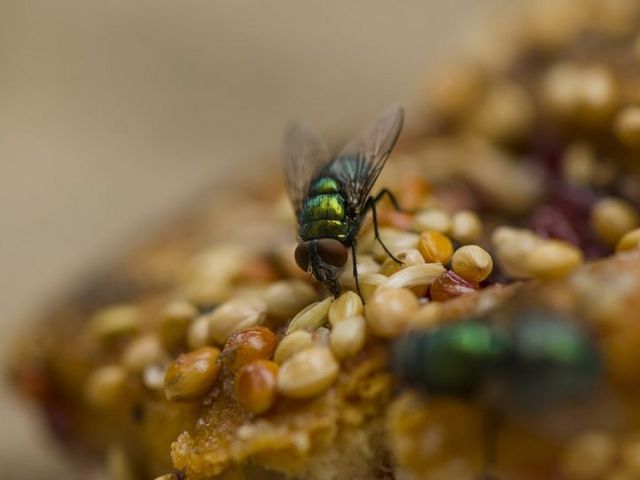 Fliege auf Müsliriegel