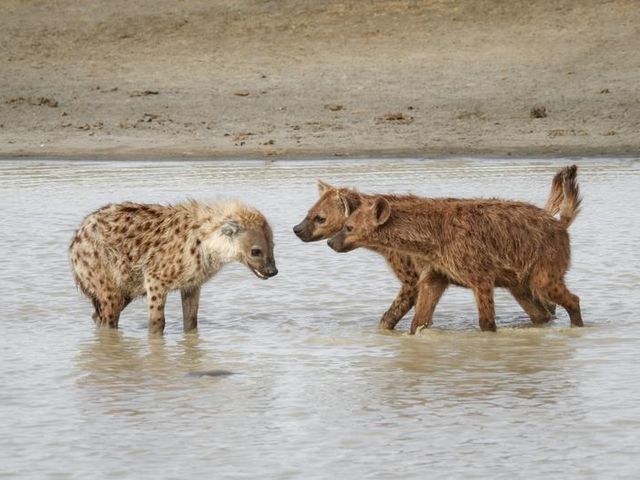 Drei Tüpfelhyänen im Wasser
