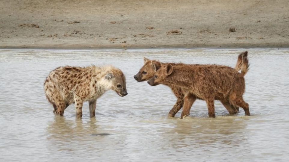 Tüpfelhyänen Drei Tüpfelhyänen im Wasser