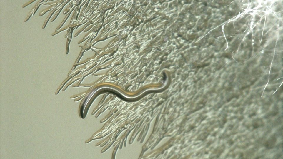 Microscopic view of oxin-producing bacteria inside the hyphae.