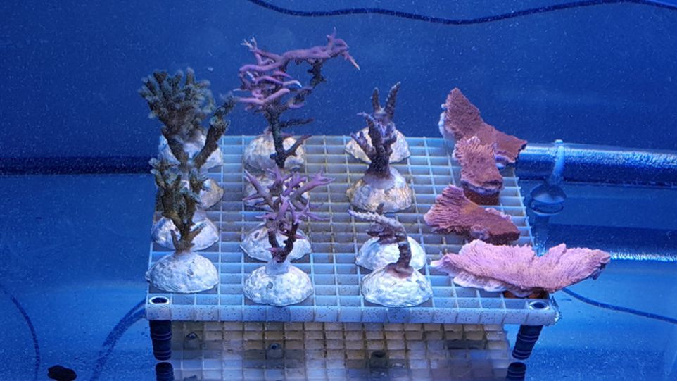 Verschiedene Korallen in einem kahlen Aquarium, auf Gitter platziert
