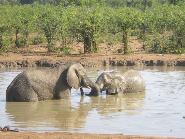Elephants in a waterhole