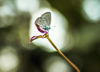 The picture shows a flower & a butterfly.