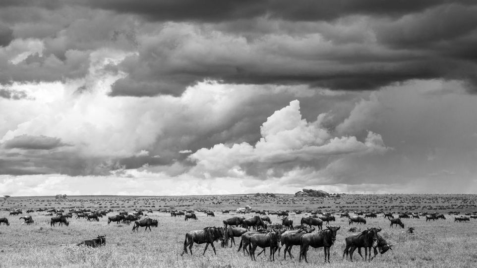 Eine Herde Gnus auf weiter Steppe