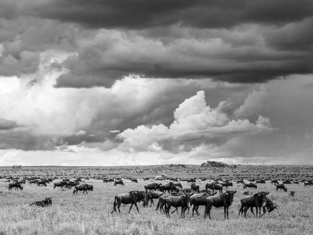 Eine Herde Gnus auf weiter Steppe